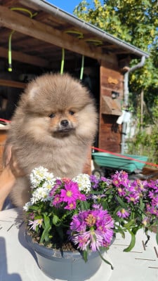 Les chiots de Spitz allemand