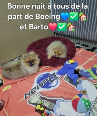 Les chiots de Spitz allemand