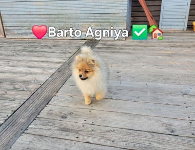 Les chiots de Spitz allemand
