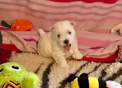 Les chiots de West Highland White Terrier