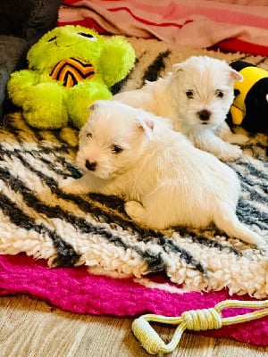 Les chiots de West Highland White Terrier
