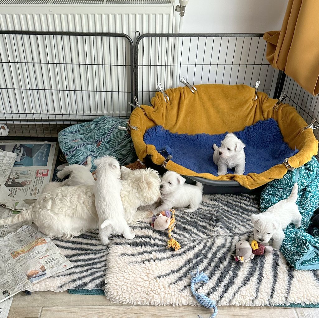 West Highland White Terrier - Des Chevaliers De La Croix Sud