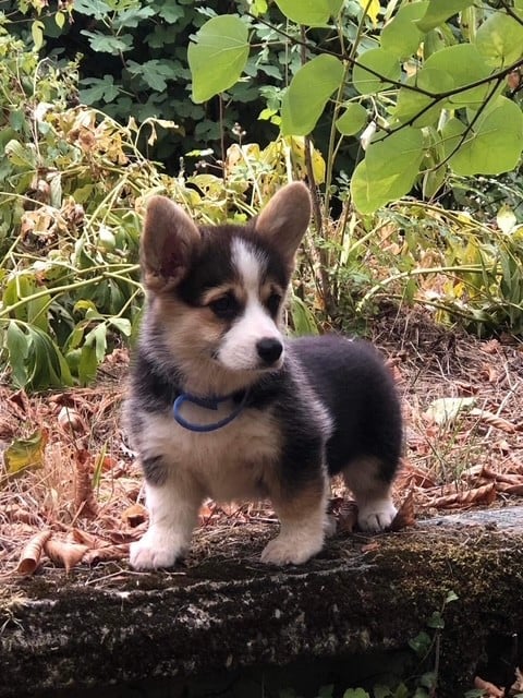 Publication : Des Terres D’Ohlain Auteur : MOI MEME