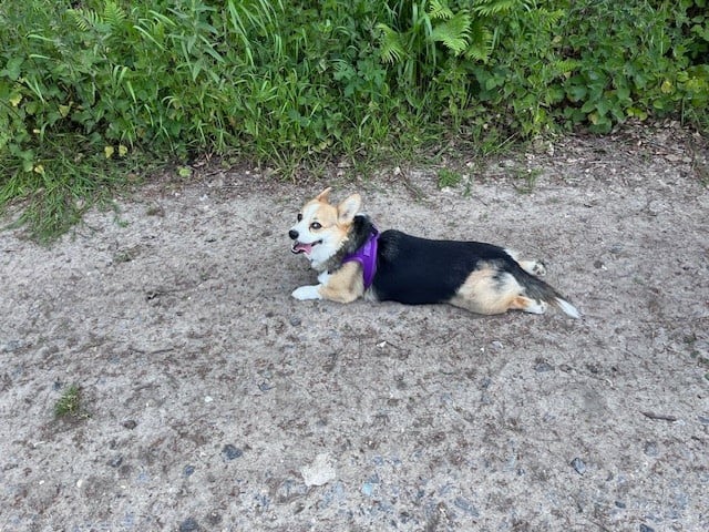 Publication : Des Terres D’Ohlain Auteur : MOI MEME