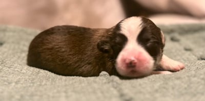 Des Terres D’Ohlain