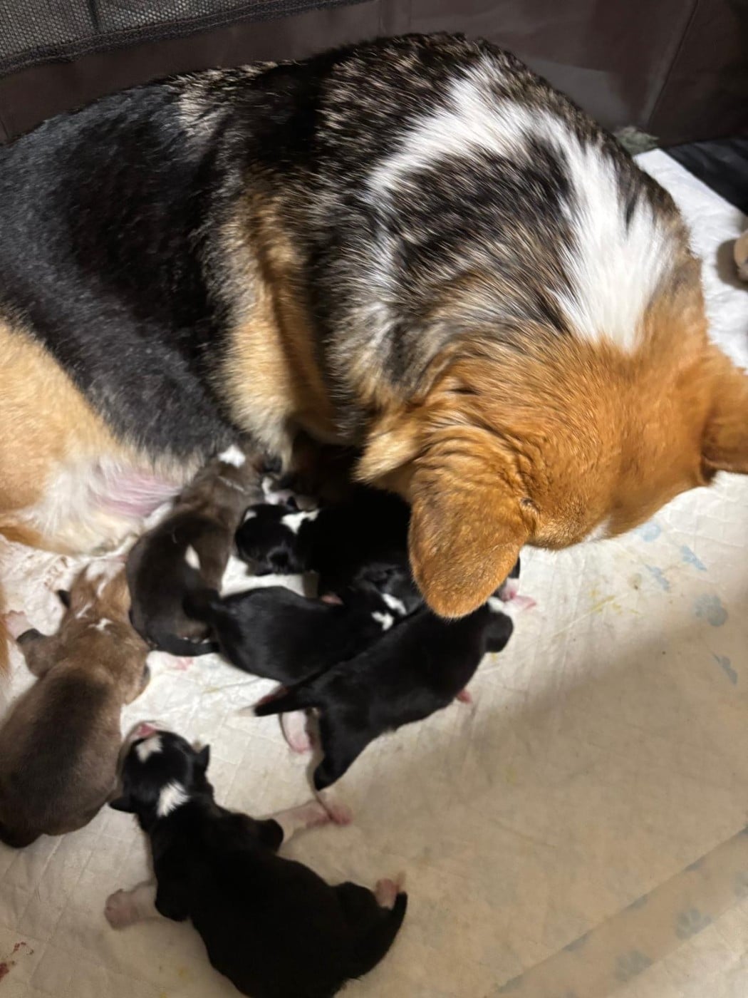 Welsh Corgi Pembroke - Des Terres D’Ohlain
