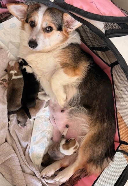 Welsh Corgi Pembroke - Des Terres D’Ohlain