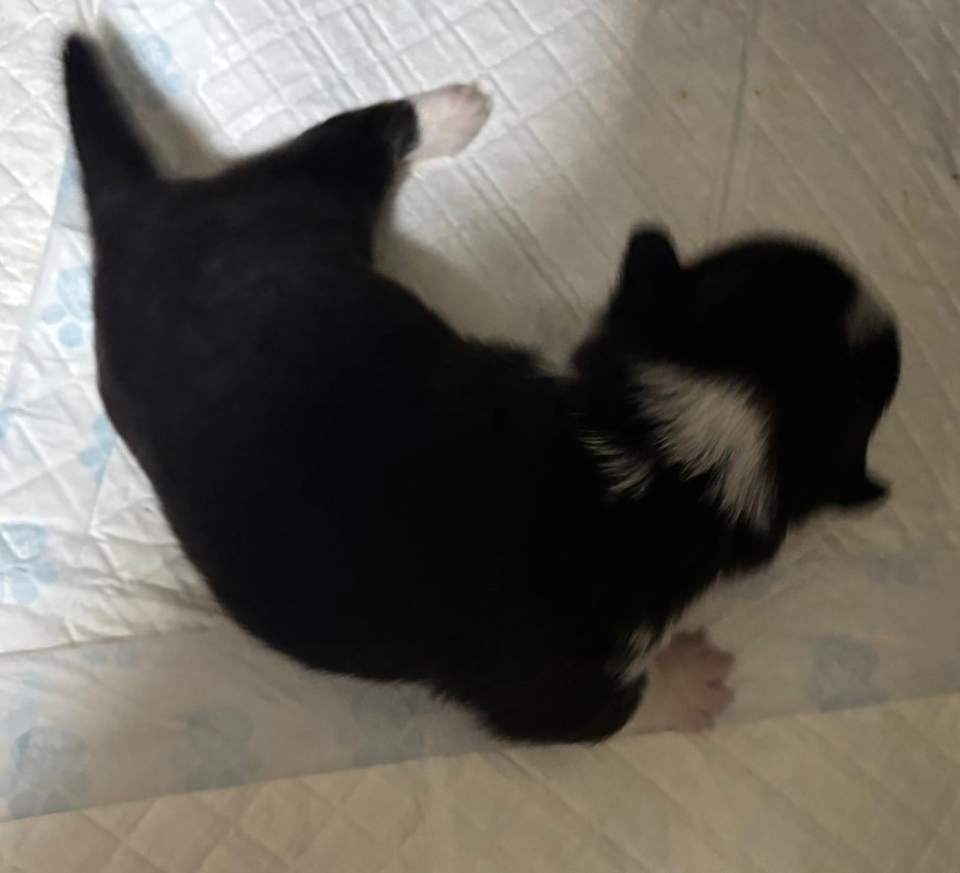 Welsh Corgi Pembroke - Des Terres D?Ohlain