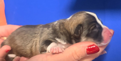 Les chiots de Welsh Corgi Pembroke