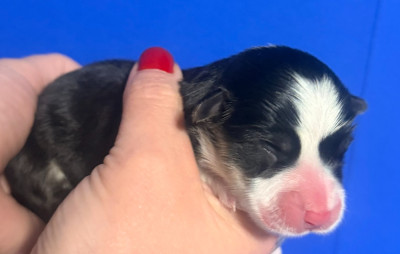 Les chiots de Welsh Corgi Pembroke