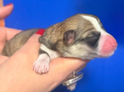 Les chiots de Welsh Corgi Pembroke