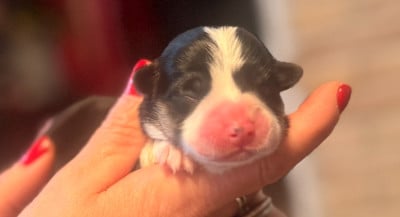 Les chiots de Welsh Corgi Pembroke