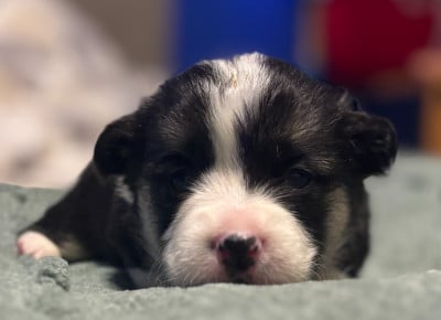 Les chiots de Welsh Corgi Pembroke