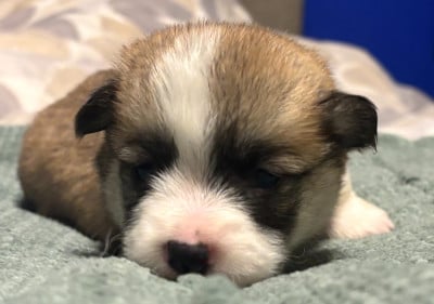 Les chiots de Welsh Corgi Pembroke