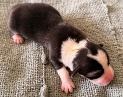 Les chiots de Welsh Corgi Pembroke