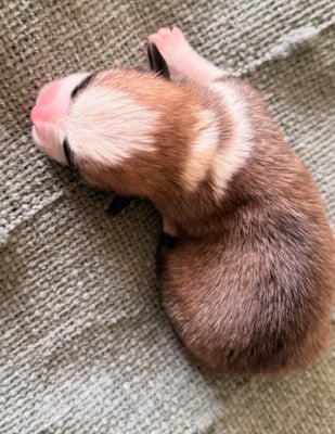 Les chiots de Welsh Corgi Pembroke