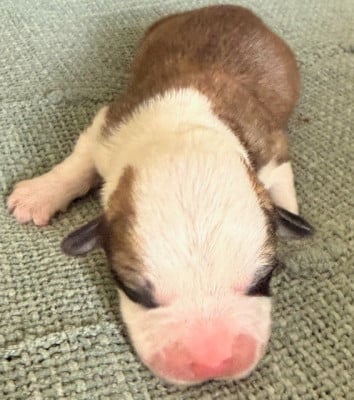 Les chiots de Welsh Corgi Pembroke