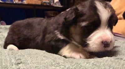 Les chiots de Welsh Corgi Pembroke