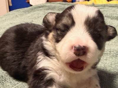 Les chiots de Welsh Corgi Pembroke