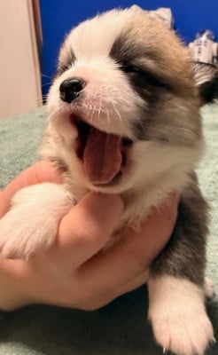 Les chiots de Welsh Corgi Pembroke
