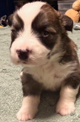 Les chiots de Welsh Corgi Pembroke