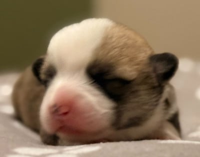 Les chiots de Welsh Corgi Pembroke