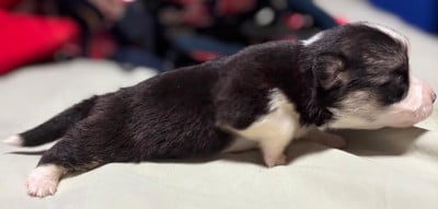 Les chiots de Welsh Corgi Pembroke