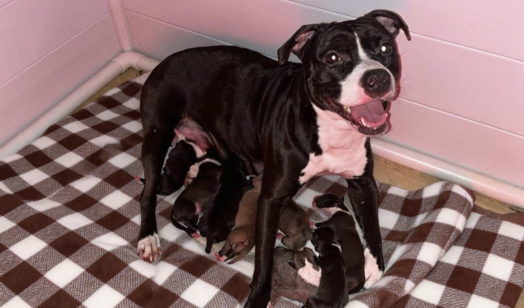 American Staffordshire Terrier - The Angels Of Steel