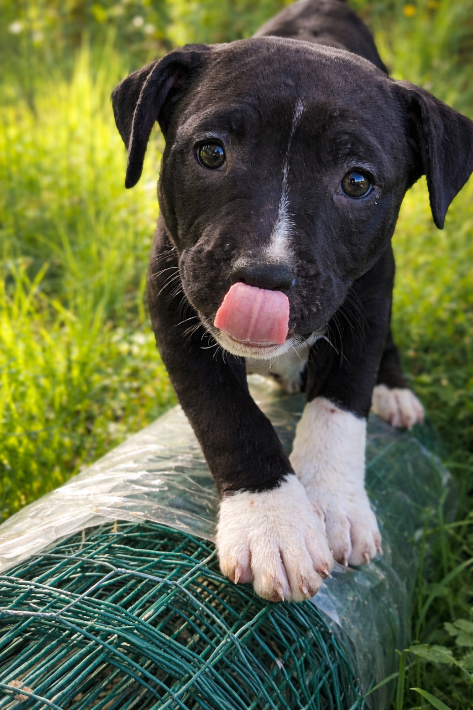 BLACK MOON OF THE ANGELS OF STEEL
