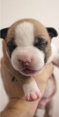 Les chiots de American Staffordshire Terrier