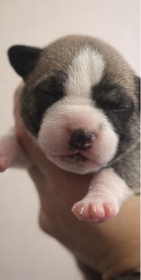 Les chiots de American Staffordshire Terrier