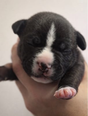 Les chiots de American Staffordshire Terrier