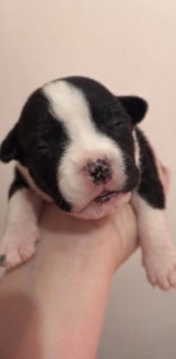 Les chiots de American Staffordshire Terrier