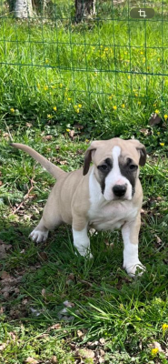 Les chiots de American Staffordshire Terrier