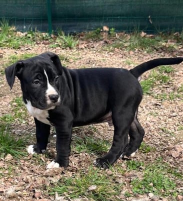 Les chiots de American Staffordshire Terrier