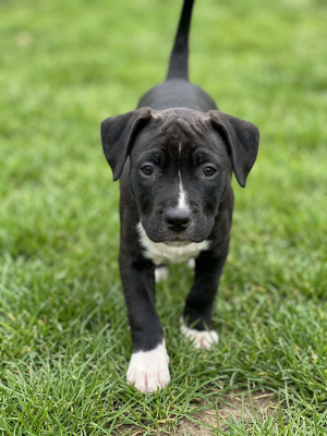 Les chiots de American Staffordshire Terrier
