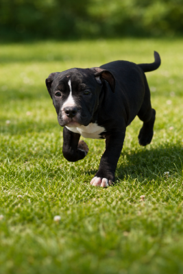 Les chiots de American Staffordshire Terrier