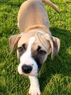 Les chiots de American Staffordshire Terrier