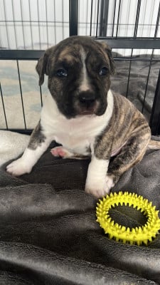 Les chiots de American Staffordshire Terrier