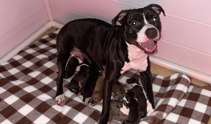 American Staffordshire Terrier - The Angels Of Steel