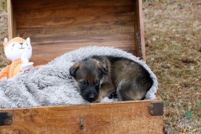 Les chiots de Berger Allemand