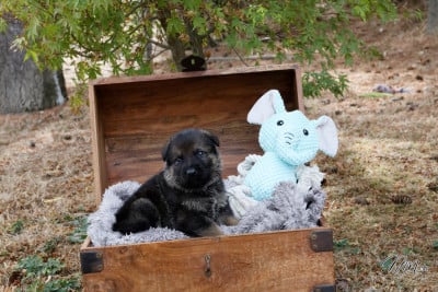 Les chiots de Berger Allemand