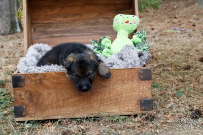 Les chiots de Berger Allemand