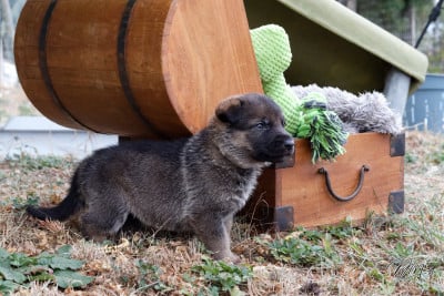 Les chiots de Berger Allemand