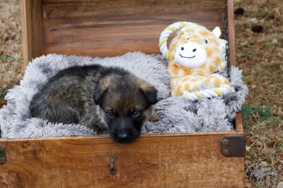 Les chiots de Berger Allemand