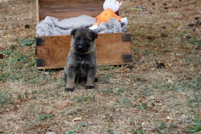 Les chiots de Berger Allemand
