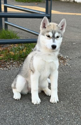 Les chiots de Siberian Husky