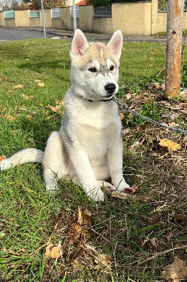 Les chiots de Siberian Husky