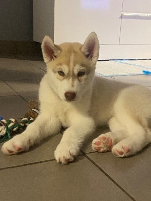 Les chiots de Siberian Husky