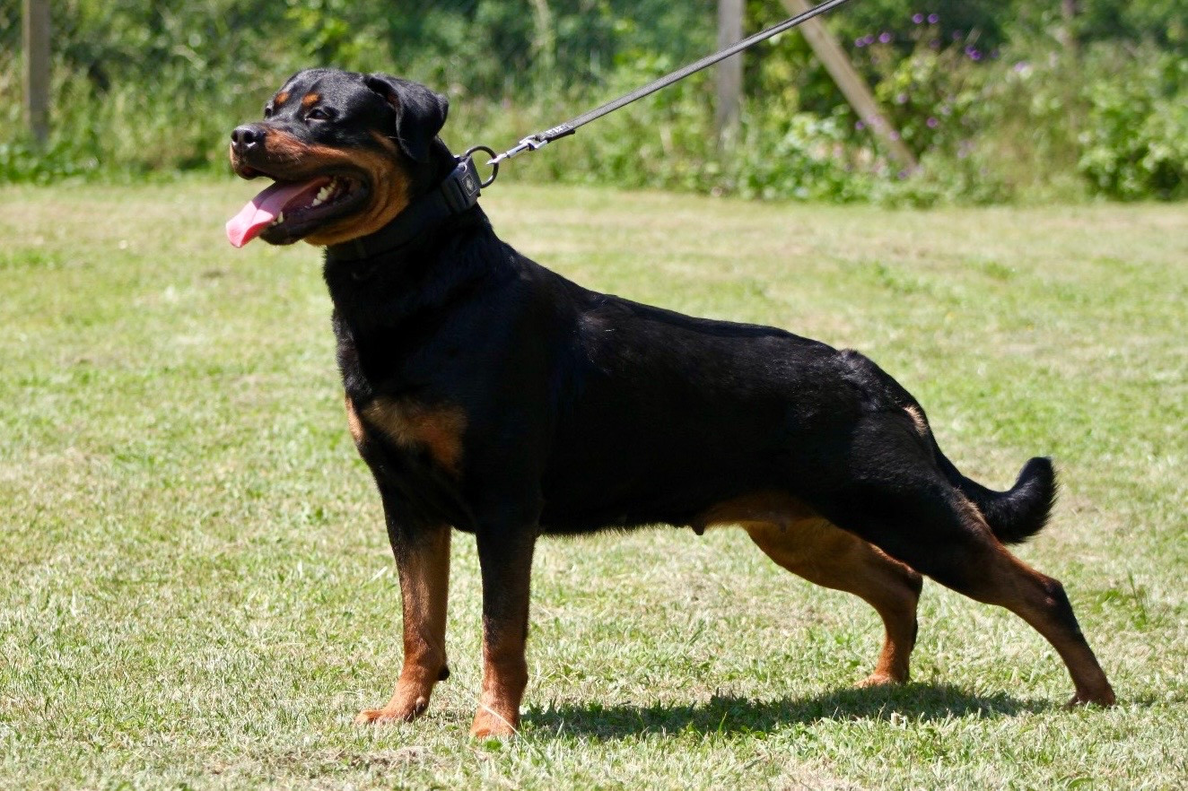 Eika vom hause neska